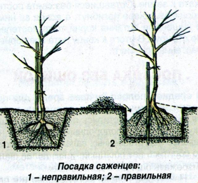Абрикос Абаканский (Горный Абакан): описание, характеристики