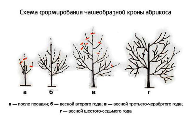 Абрикос Абаканский (Горный Абакан): описание, характеристики