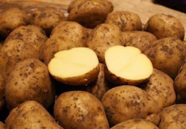 Сорт картофеля Бельмондо (Бельмонда): фото и описание, характеристика, отзывы