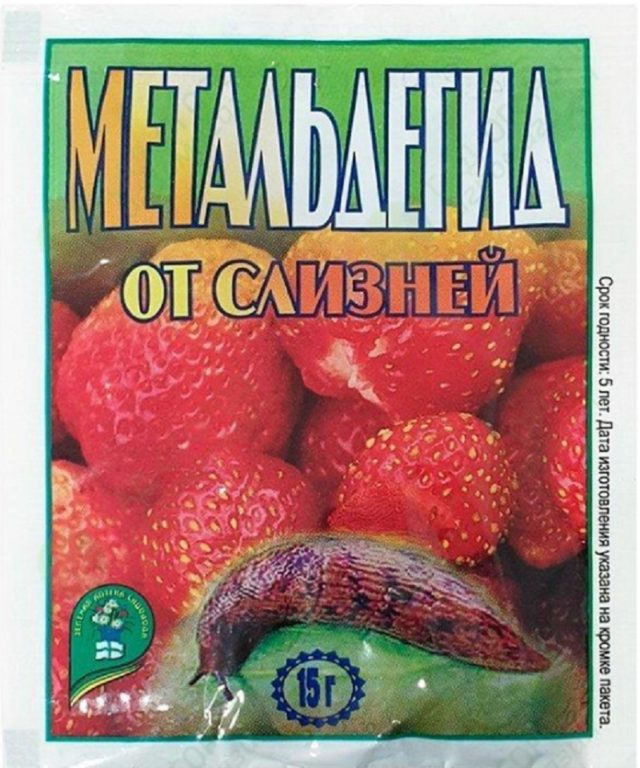Хризантема килеватая: фото и описание, посадка, уход, отзывы
