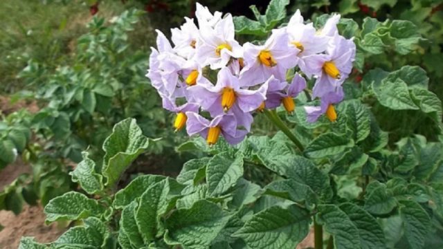 Сорт картофеля Бельмондо (Бельмонда): фото и описание, характеристика, отзывы