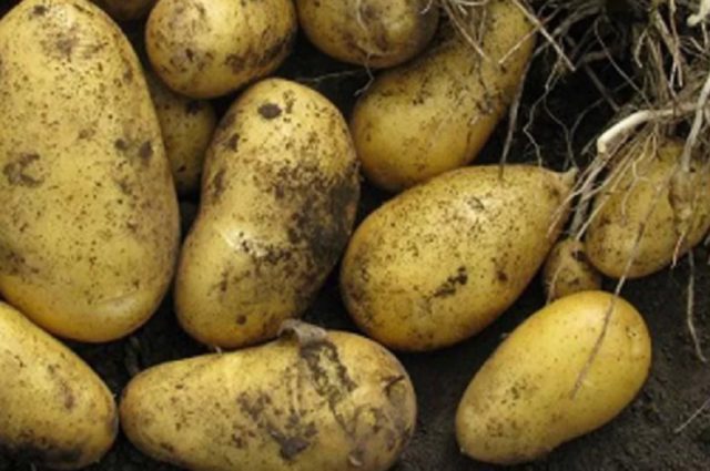 Сорт картофеля Бельмондо (Бельмонда): фото и описание, характеристика, отзывы