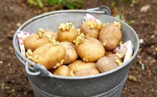 Сорт картофеля Мадейра: фото и описание, характеристика, отзывы
