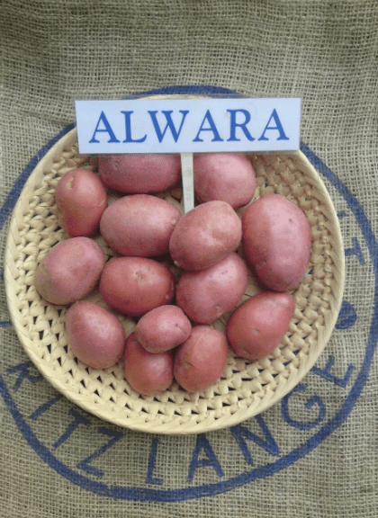 Сорт картофеля Альвара: фото и описание, характеристика, отзывы