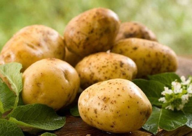 Сорт картофеля Фелокс: характеристика, фото и описание, отзывы