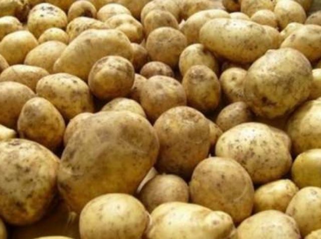 Лучшие сорта картофеля для Черноземья: ранние, засухоустойчивые, фото, отзывы