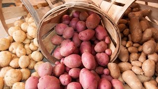 Сорт картофеля Альвара: фото и описание, характеристика, отзывы