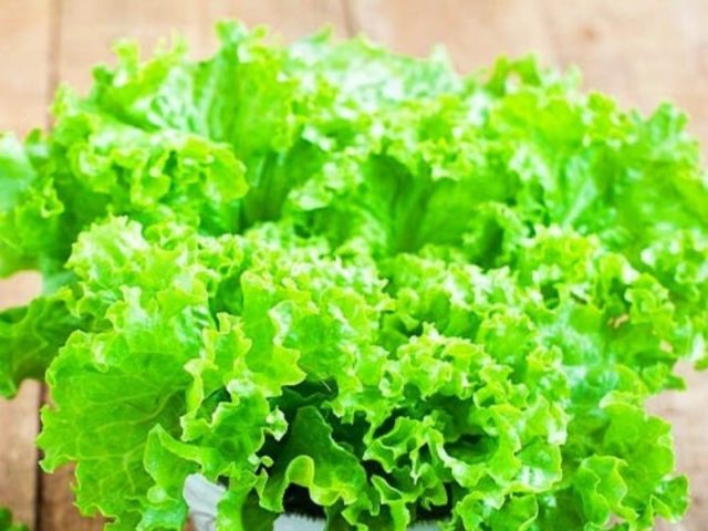 Салат на подоконнике: какой можно выращивать, выращивание из семян зимой