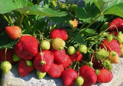 Хлороз на клубнике: как лечить, что делать, фото