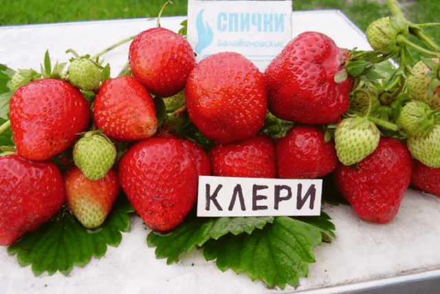 Хлороз на клубнике: как лечить, что делать, фото
