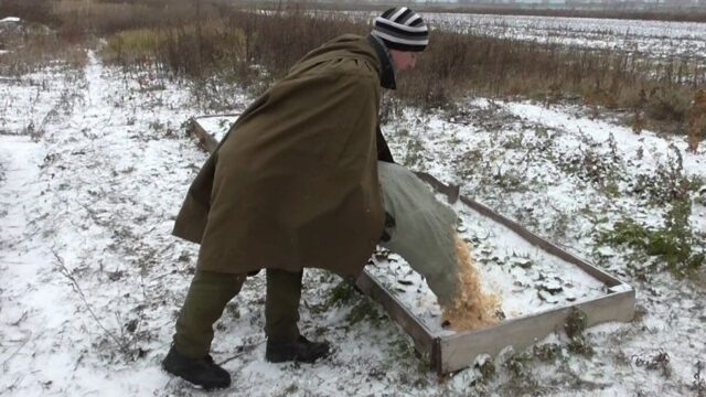 Как и чем укрыть клубнику на зиму от мороза: в Сибири, Подмосковье, на Урале