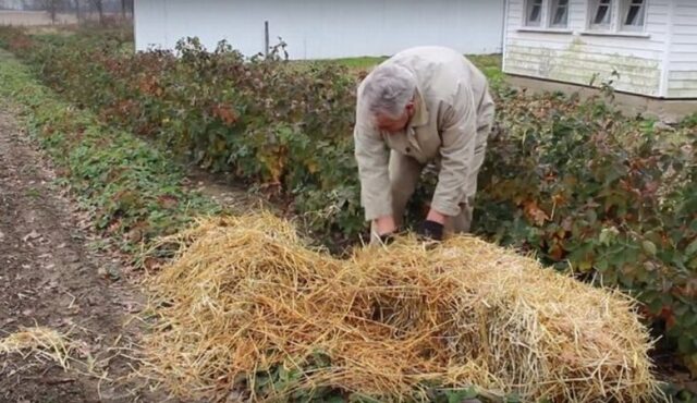 Как и чем укрыть клубнику на зиму от мороза: в Сибири, Подмосковье, на Урале