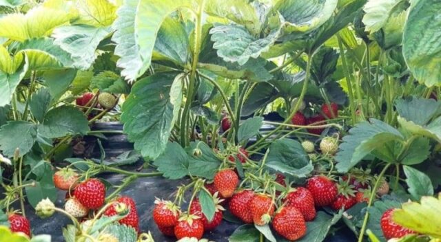 Полив клубники марганцовкой от болезней и вредителей: весной, осенью