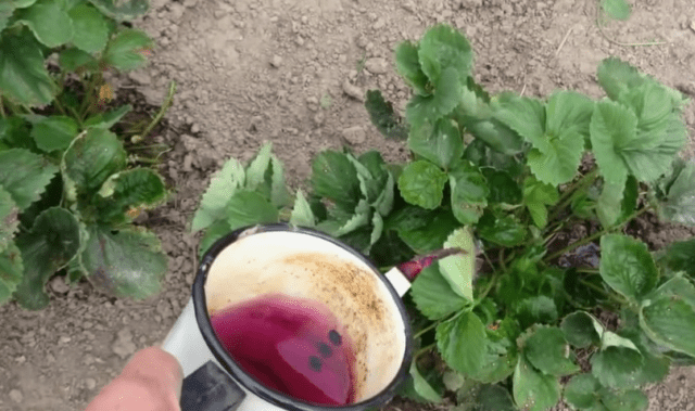 Полив клубники марганцовкой от болезней и вредителей: весной, осенью