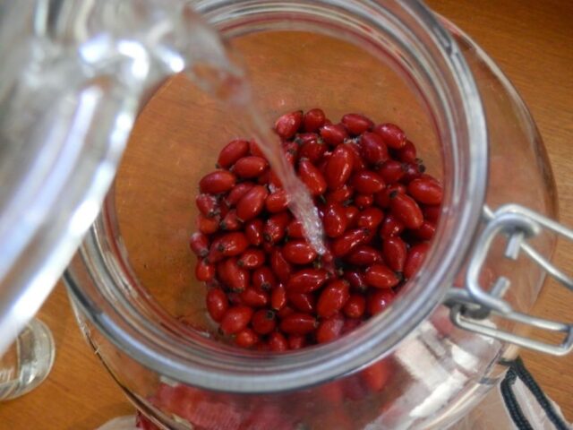 Домашнее вино из шиповника: как приготовить, простые рецепты