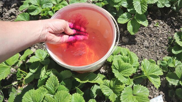 Полив клубники марганцовкой от болезней и вредителей: весной, осенью
