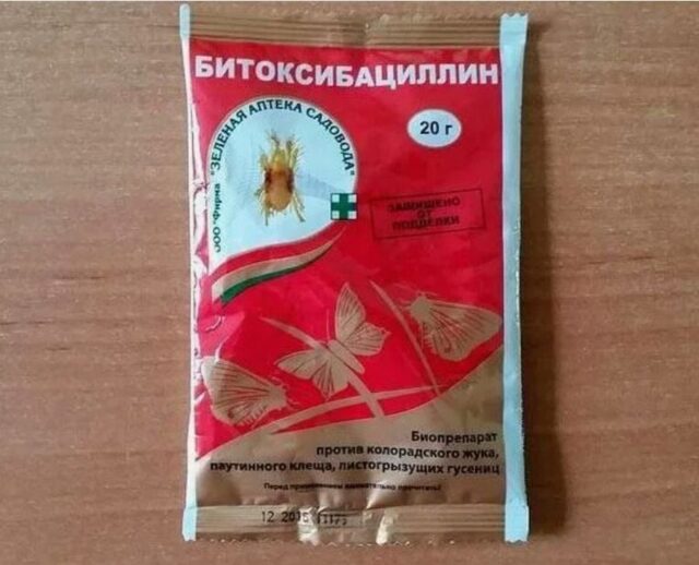 Почему на яблоне появилась паутина и что делать