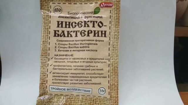 Почему на яблоне появилась паутина и что делать