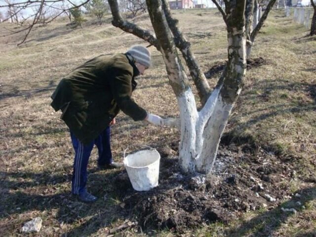 Почему на яблоне появилась паутина и что делать